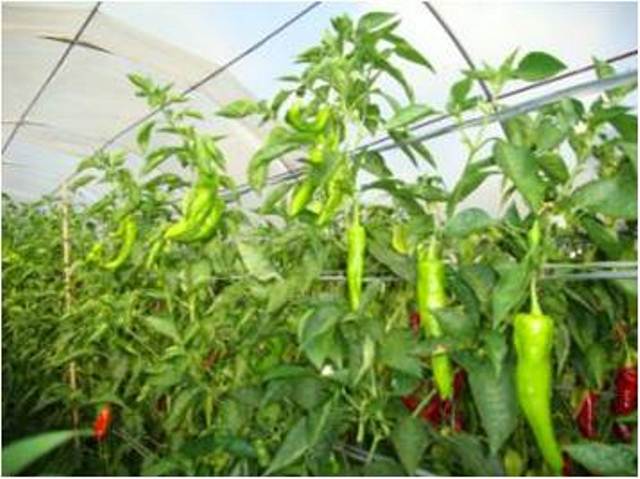 Sweet long Type pepper 730-028 p3